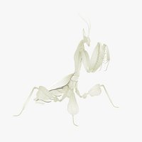 Praying Mantis White
