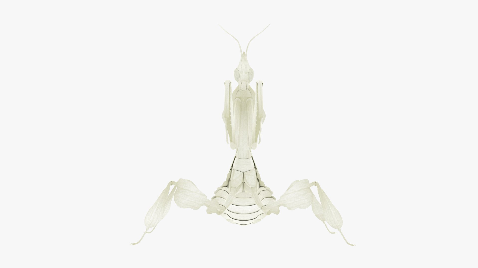 Praying Mantis White 3D model https://p.turbosquid.com/ts-thumb/1I/YcoWqa/SA/0015/png/1751910394/1920x1080/fit_q87/73eb47a816003a2655ef54d2fde581e321721898/0015.jpg