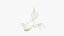Praying Mantis White