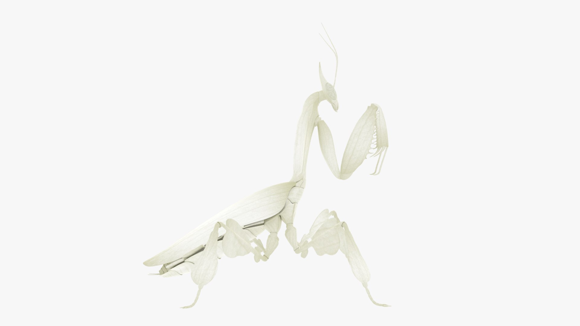 Praying Mantis White 3D model https://p.turbosquid.com/ts-thumb/1I/YcoWqa/bG/0005/png/1751910391/1920x1080/fit_q87/9ebceb733e34a773d71a220df32204d2219c615f/0005.jpg