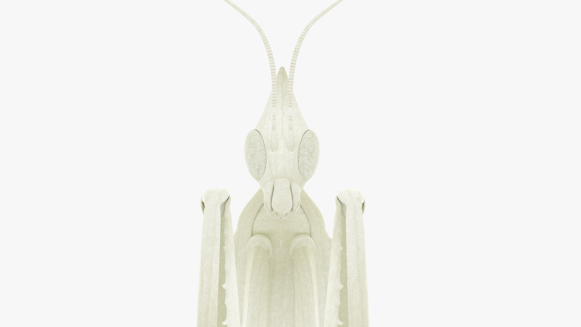 Praying Mantis White 3D model https://p.turbosquid.com/ts-thumb/1I/YcoWqa/dV/0019/png/1751910766/1920x1080/fit_q87/638a8b07a2aee3810c5783fdc0a7f7c4469f4d3a/0019.jpg