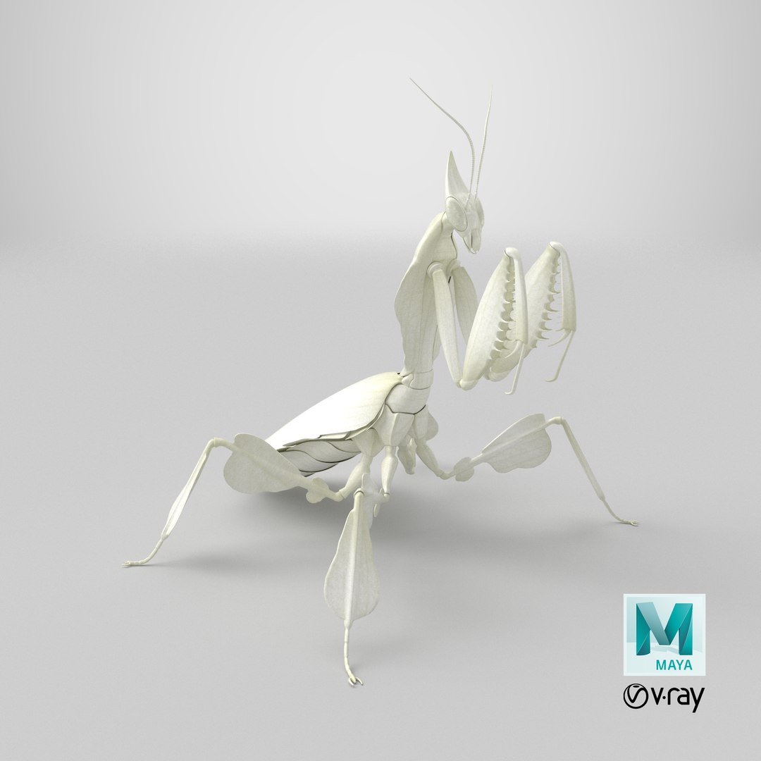 Praying Mantis White 3D model https://p.turbosquid.com/ts-thumb/1I/YcoWqa/gY/stemcell_maya_vray_render/png/1767815212/1920x1080/fit_q87/bac10c807e9a252ee446ed21b0919a589e932d49/stemcell_maya_vray_render.jpg