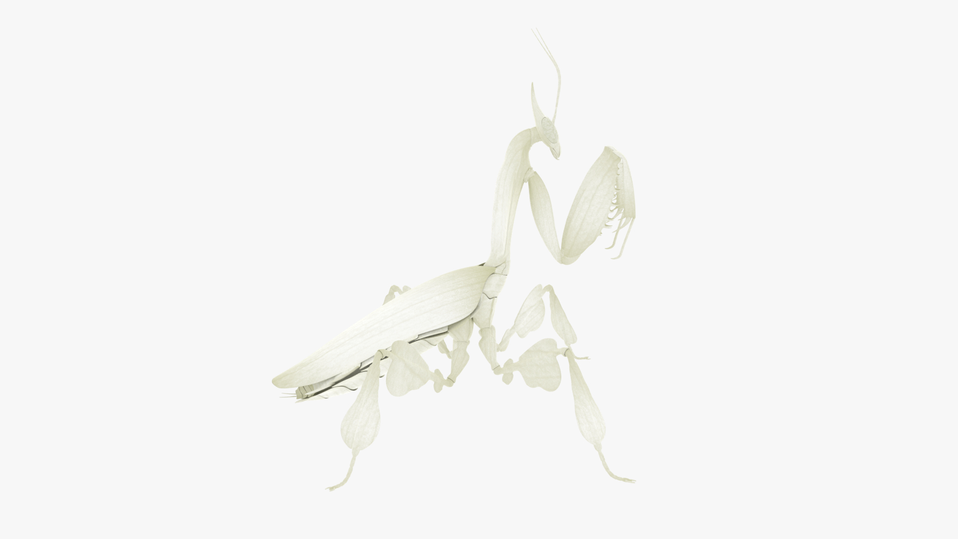 Praying Mantis White 3D model https://p.turbosquid.com/ts-thumb/1I/YcoWqa/sM/image/png/1751910898/1920x1080/turn_fit_q99/856ed56d52117c520241aea3933b2381292f61c9/image-1.jpg