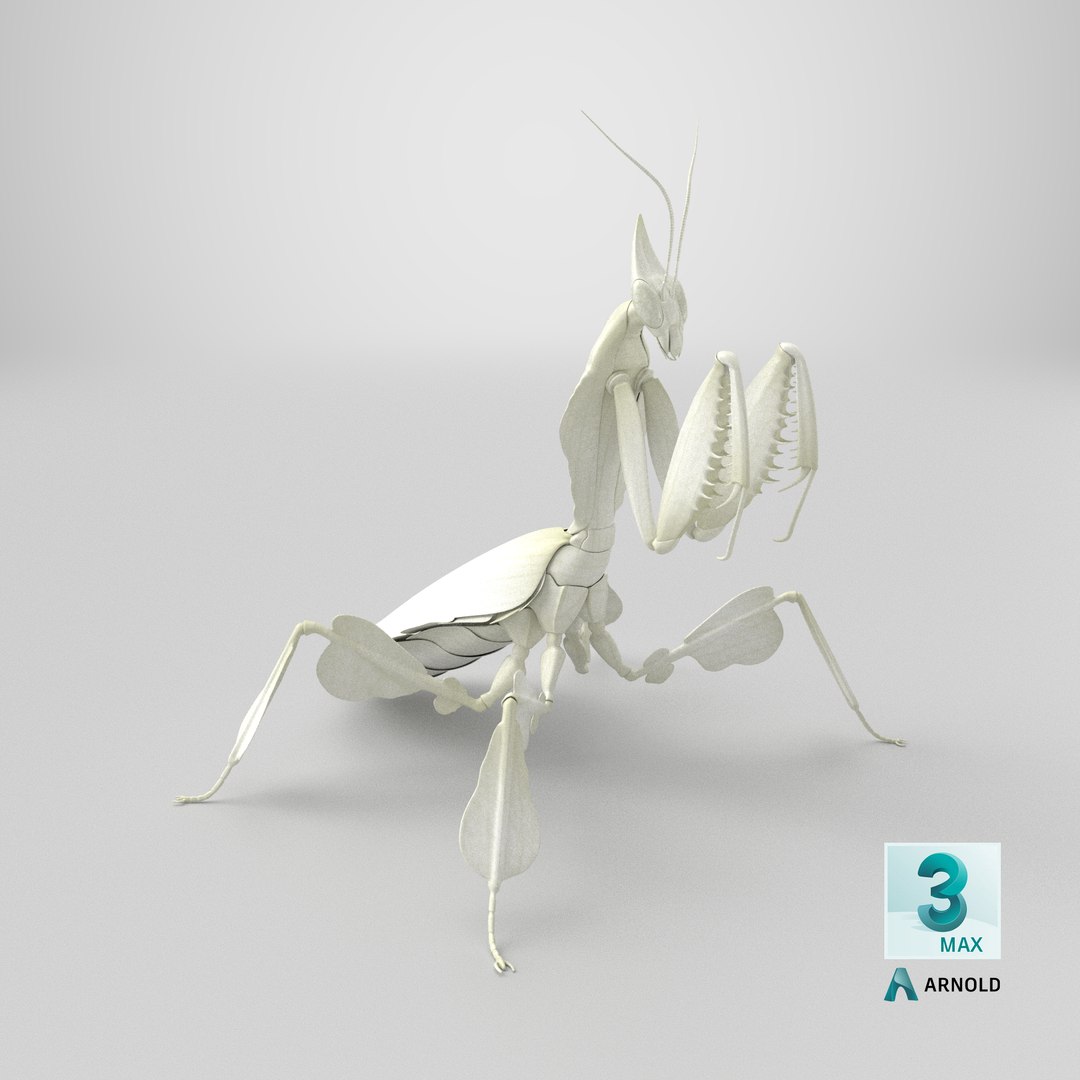 Praying Mantis White 3D model https://p.turbosquid.com/ts-thumb/1I/YcoWqa/yq/stemcell_max_arnold_render/png/1767815219/1920x1080/fit_q87/ff56f0cc5fdde94f921f6c0bc9c1b4e95549fb99/stemcell_max_arnold_render.jpg