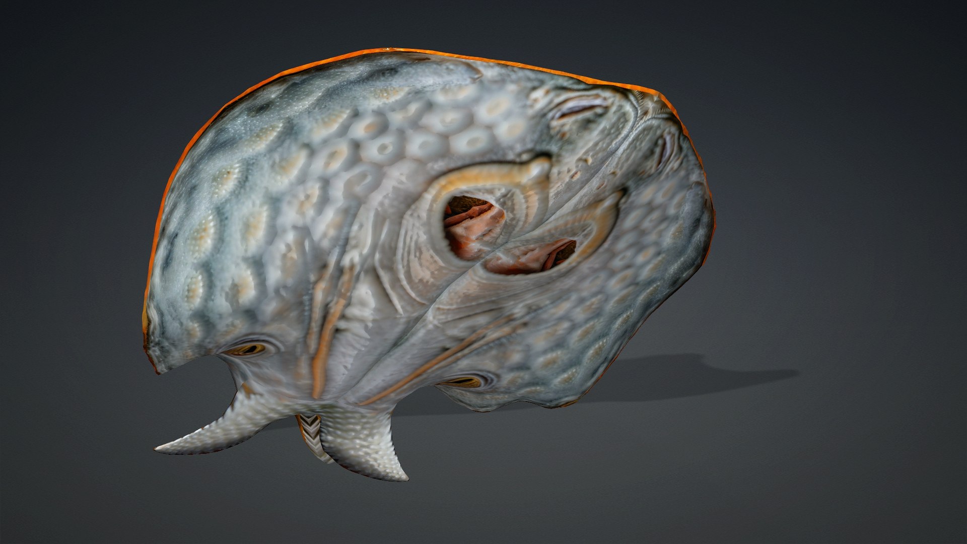 3D Ray Fish-A3 model https://p.turbosquid.com/ts-thumb/1I/moxOUw/8N/preview7/jpg/1761035805/1920x1080/fit_q87/67e75ab480b0cba05efefe88172a07c382065eac/preview7.jpg