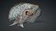 Ray Fish-A3