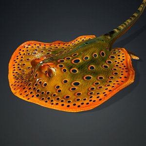 Ray Fish-A3