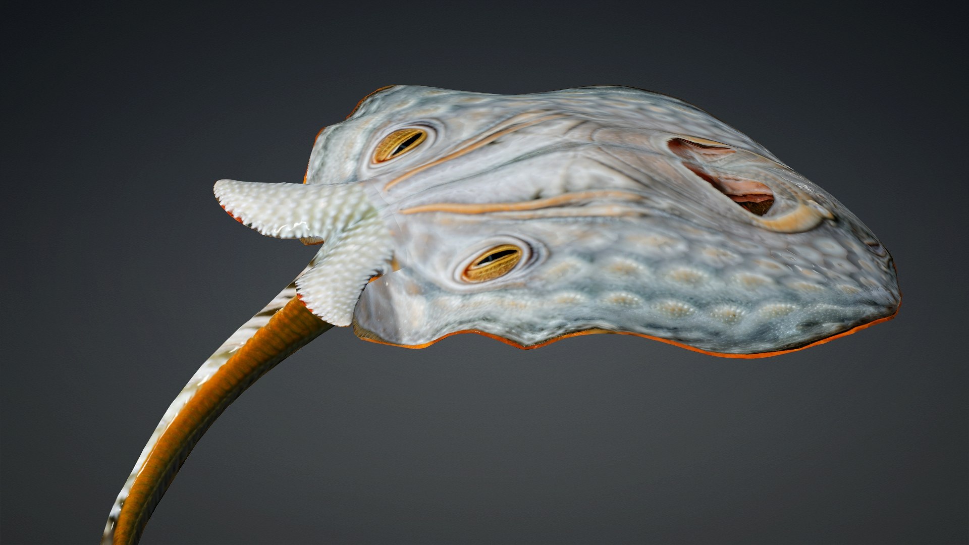 3D Ray Fish-A3 model https://p.turbosquid.com/ts-thumb/1I/moxOUw/Ie/preview13/jpg/1761035809/1920x1080/fit_q87/87befcea14dd4780ba0e89a96e6fde6b92254797/preview13.jpg