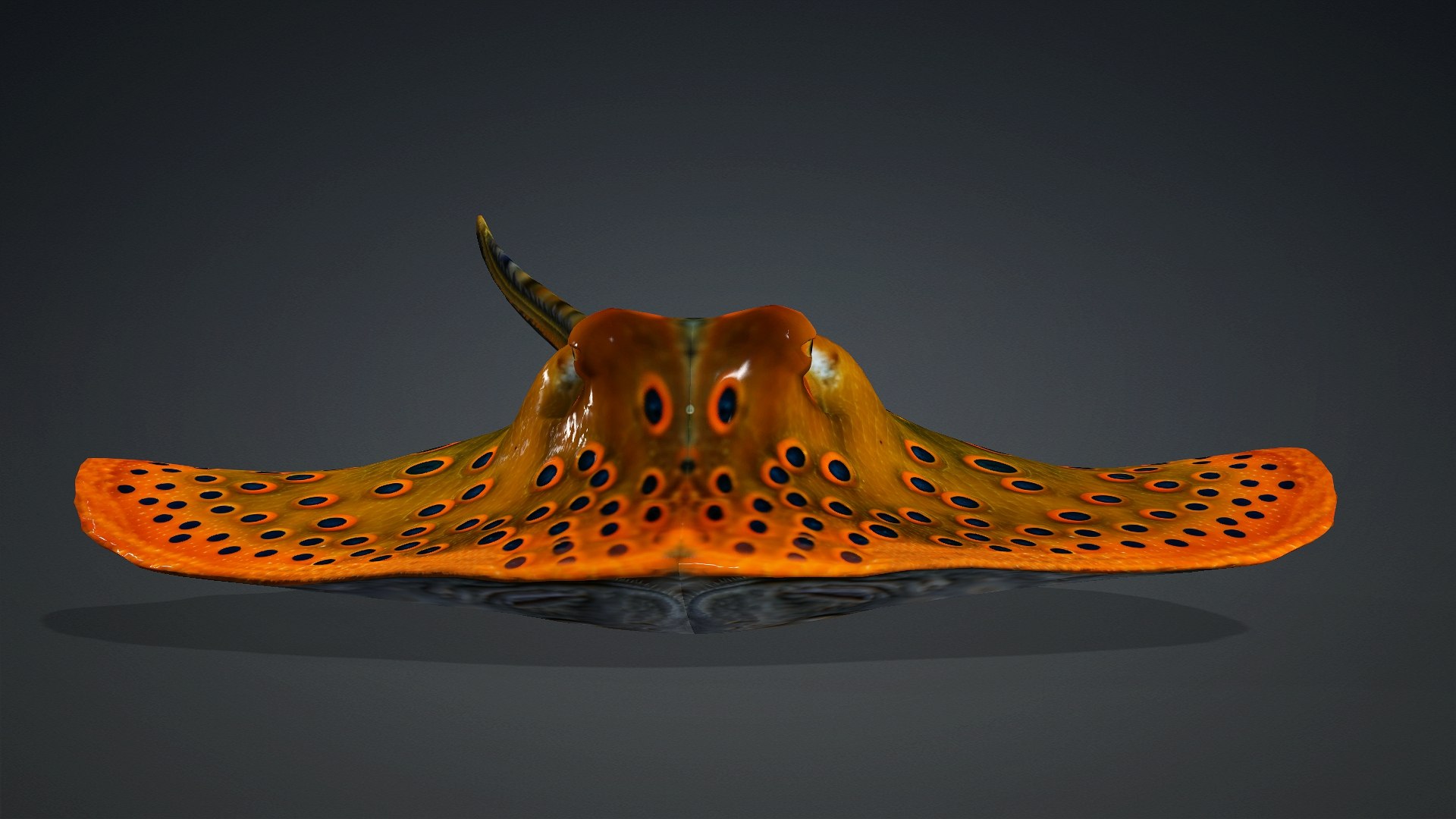 3D Ray Fish-A3 model https://p.turbosquid.com/ts-thumb/1I/moxOUw/KF/preview1/jpg/1761035802/1920x1080/fit_q87/615b8497da985098a5c218a83d3dbb499bfea46a/preview1.jpg