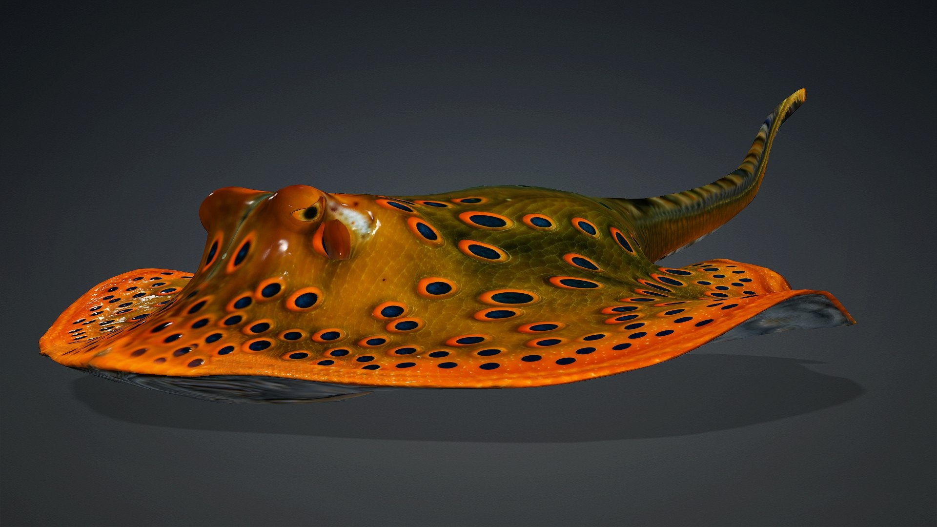 3D Ray Fish-A3 model https://p.turbosquid.com/ts-thumb/1I/moxOUw/O5/preview2/jpg/1761035803/1920x1080/fit_q87/8c1d9f4049ece12b5aad97c94d56590c55609099/preview2.jpg
