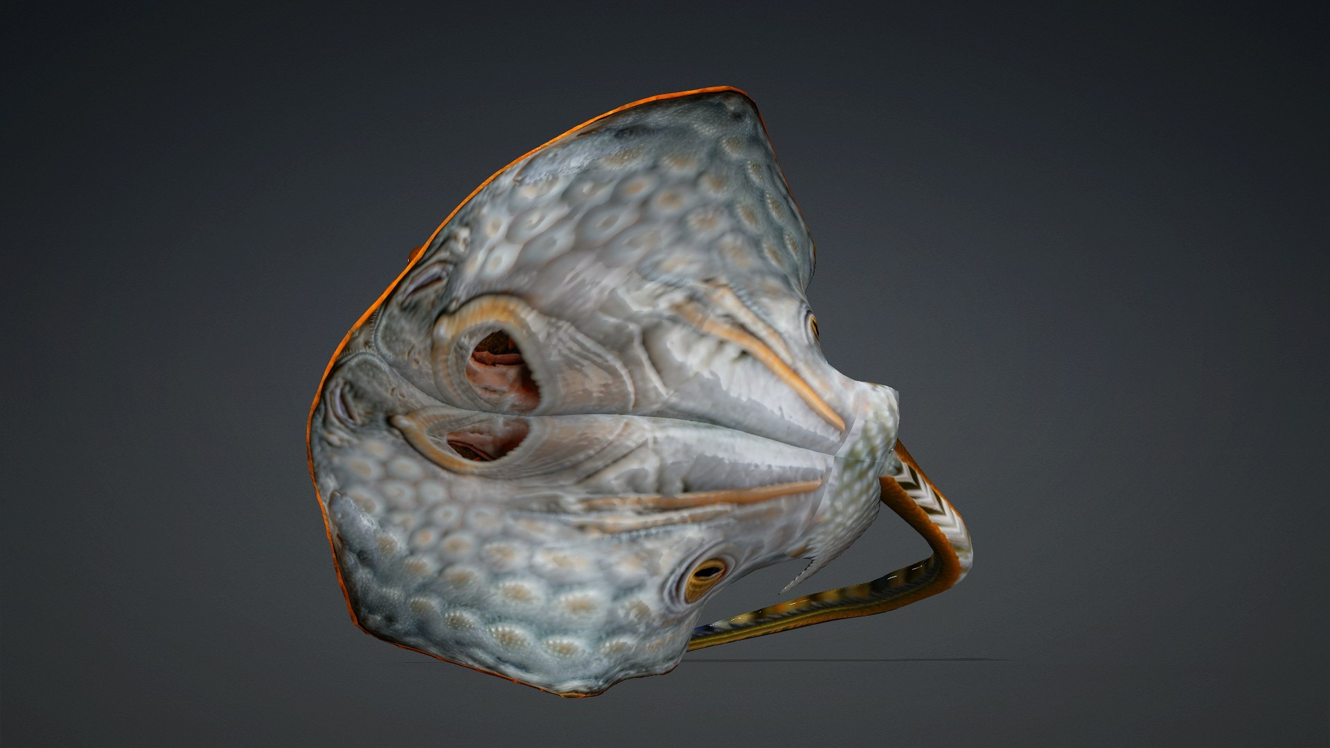 3D Ray Fish-A3 model https://p.turbosquid.com/ts-thumb/1I/moxOUw/Pc/preview11/jpg/1761035808/1920x1080/fit_q87/4ae9611d6d99cf7f5c8f87ca06b9507a43ee5035/preview11.jpg