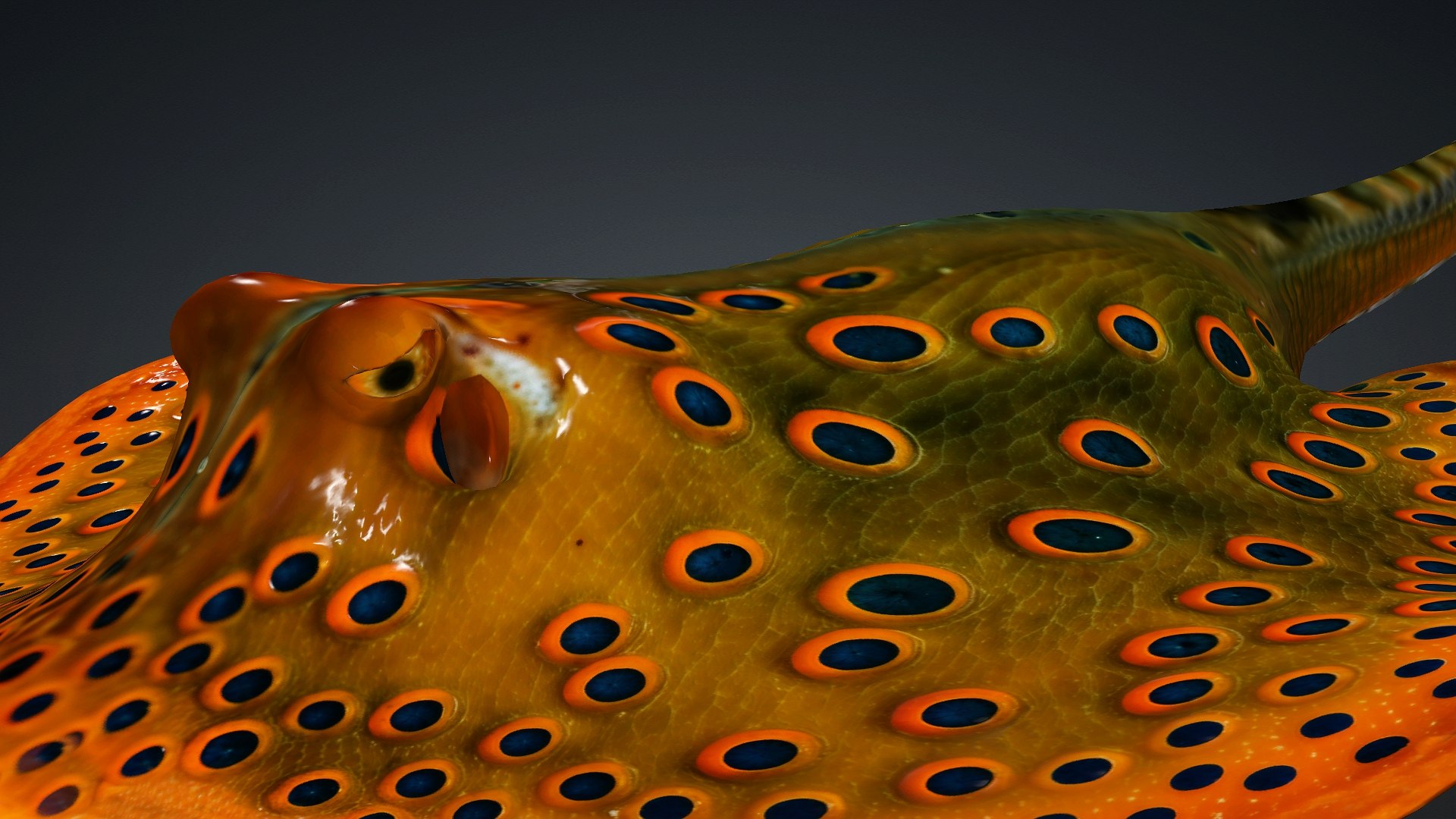 3D Ray Fish-A3 model https://p.turbosquid.com/ts-thumb/1I/moxOUw/SP/preview5/jpg/1761035804/1920x1080/fit_q87/e6ef2179484ba28ac9c36321573ec0c961a0c0c0/preview5.jpg