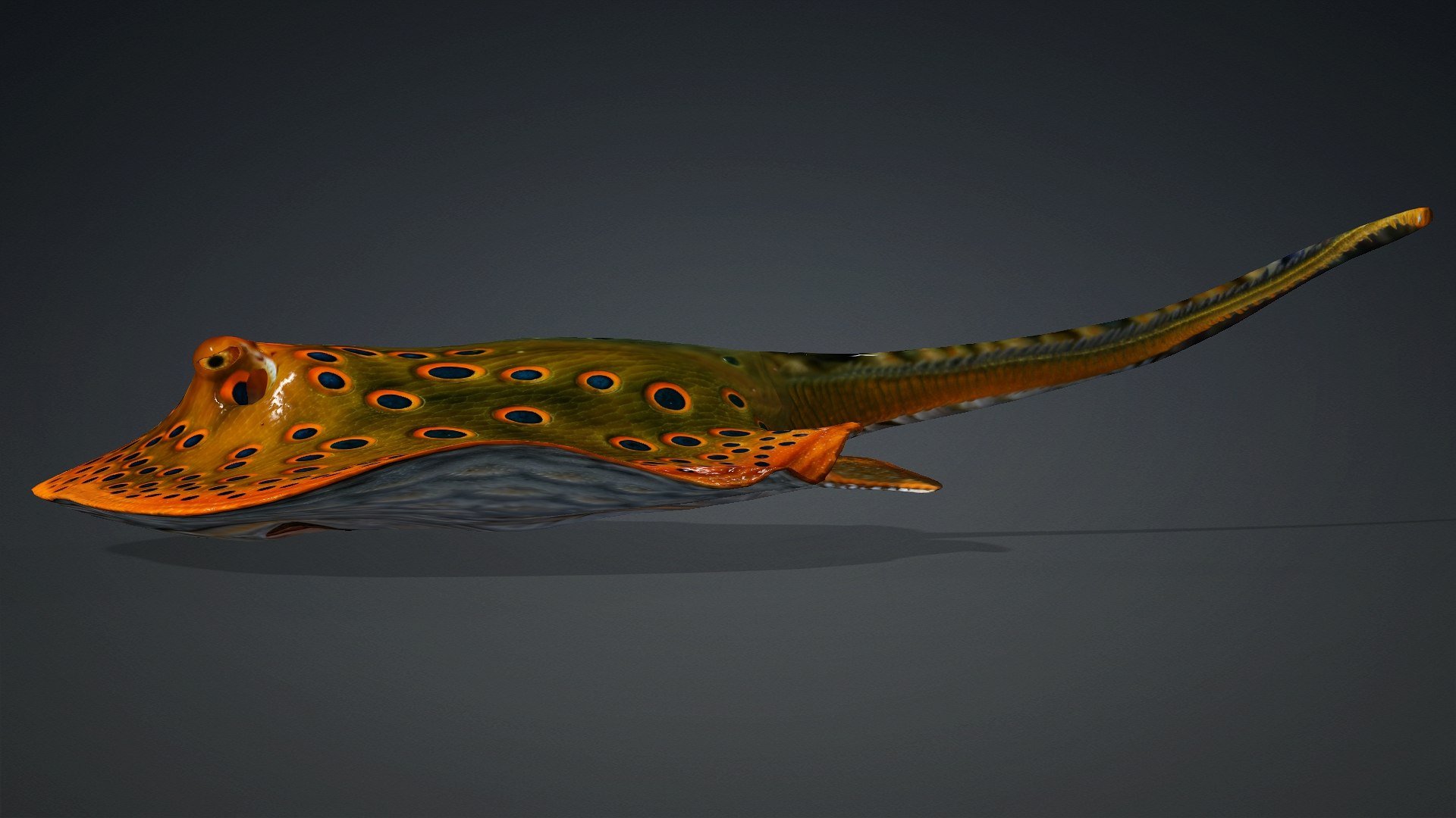 3D Ray Fish-A3 model https://p.turbosquid.com/ts-thumb/1I/moxOUw/bj/preview3/jpg/1761035803/1920x1080/fit_q87/2c88a8a03704c8f8f216646146946de702daefeb/preview3.jpg
