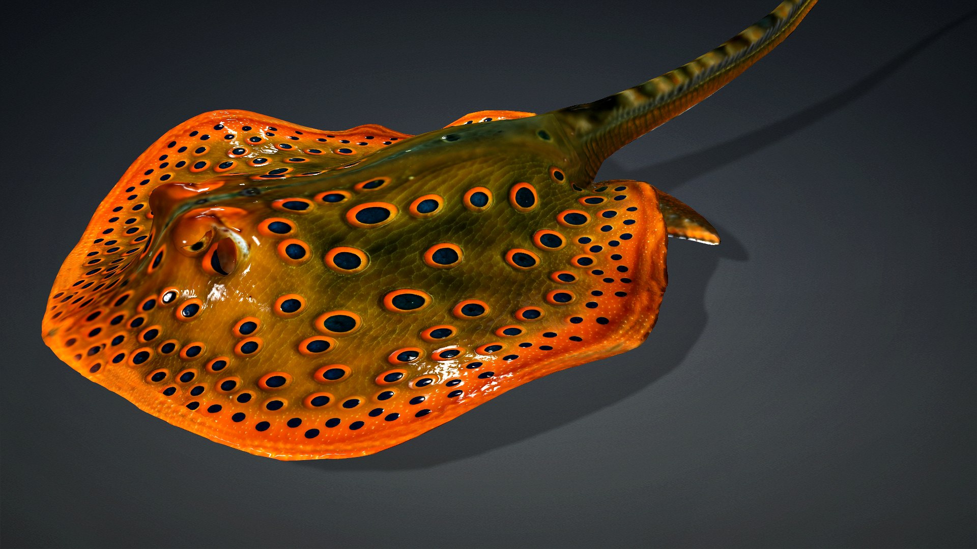 3D Ray Fish-A3 model https://p.turbosquid.com/ts-thumb/1I/moxOUw/f8/preview0/jpg/1761035802/1920x1080/fit_q87/70ee7c23ef43d5747895767fe459eba764b97778/preview0.jpg