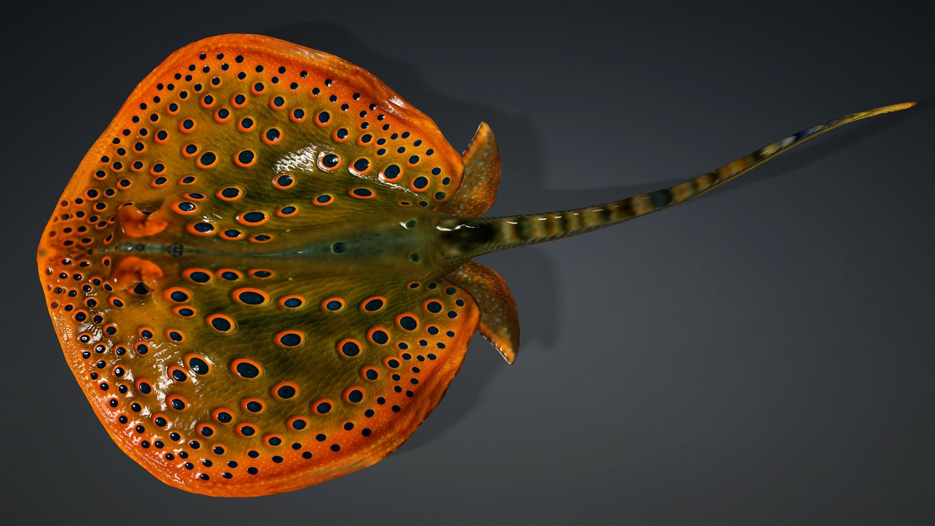 3D Ray Fish-A3 model https://p.turbosquid.com/ts-thumb/1I/moxOUw/h9/preview4/jpg/1761035804/1920x1080/fit_q87/17aeeb7fa49d40594d1d15260251f561de175028/preview4.jpg