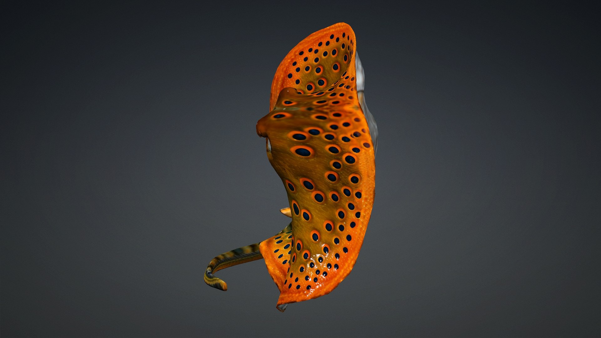 3D Ray Fish-A3 model https://p.turbosquid.com/ts-thumb/1I/moxOUw/hq/preview10/jpg/1761035807/1920x1080/fit_q87/4ebdda47f0da0bf5078feeac5ad4f9cc2ca40123/preview10.jpg