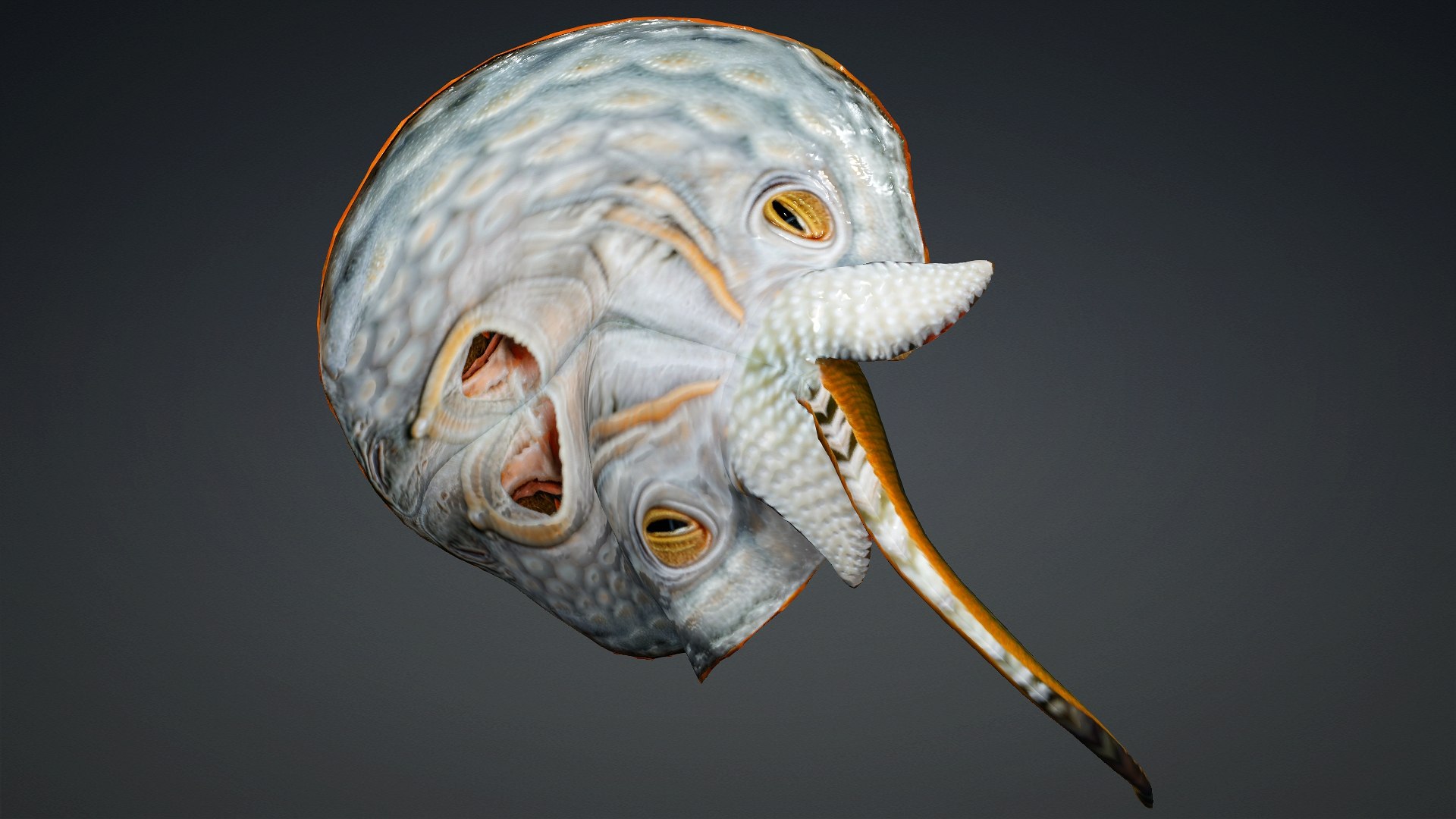 3D Ray Fish-A3 model https://p.turbosquid.com/ts-thumb/1I/moxOUw/sb/preview12/jpg/1761035809/1920x1080/fit_q87/23a682089b3ed06f008bf18a5cd055aec2224535/preview12.jpg
