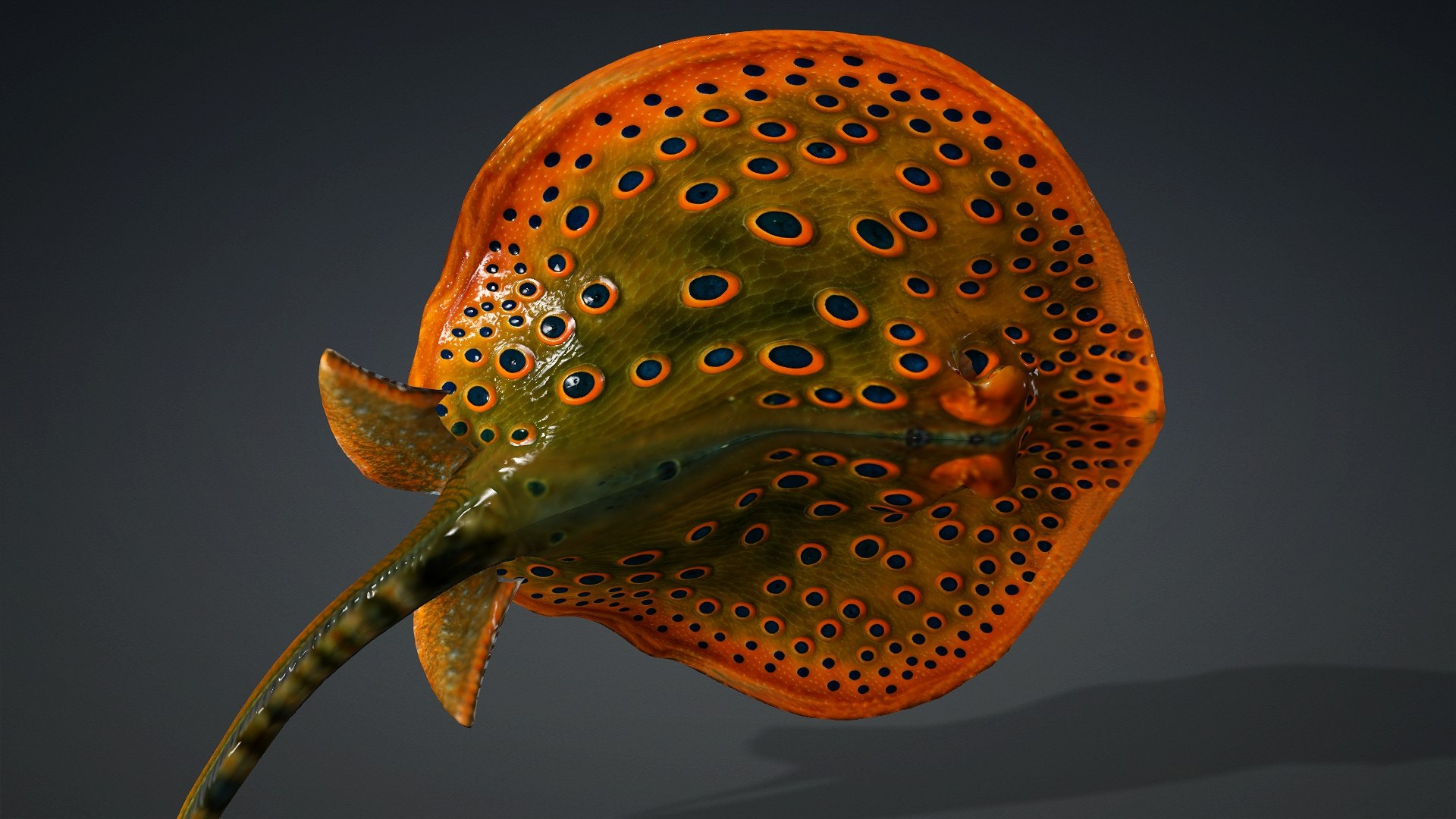 3D Ray Fish-A3 model https://p.turbosquid.com/ts-thumb/1I/moxOUw/zA/preview15/jpg/1761035810/1920x1080/fit_q87/156e796c626fc9c98a696f5658a0f3a59de83159/preview15.jpg