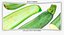 Zucchinis Whole and Cut 01 Collection - 4 модели