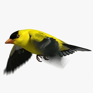 American Goldfinch (Animated)
