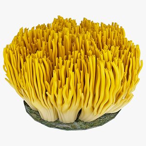 Coral Fungus