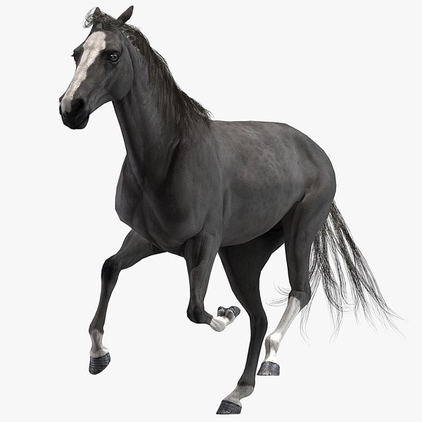 realistic horse animation model