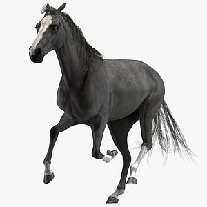 Horse Black Animated