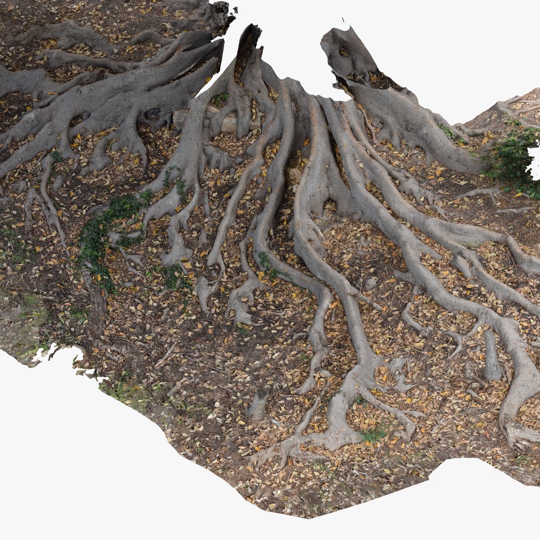 Roots Parts Scans 3D Model - TurboSquid 1345039