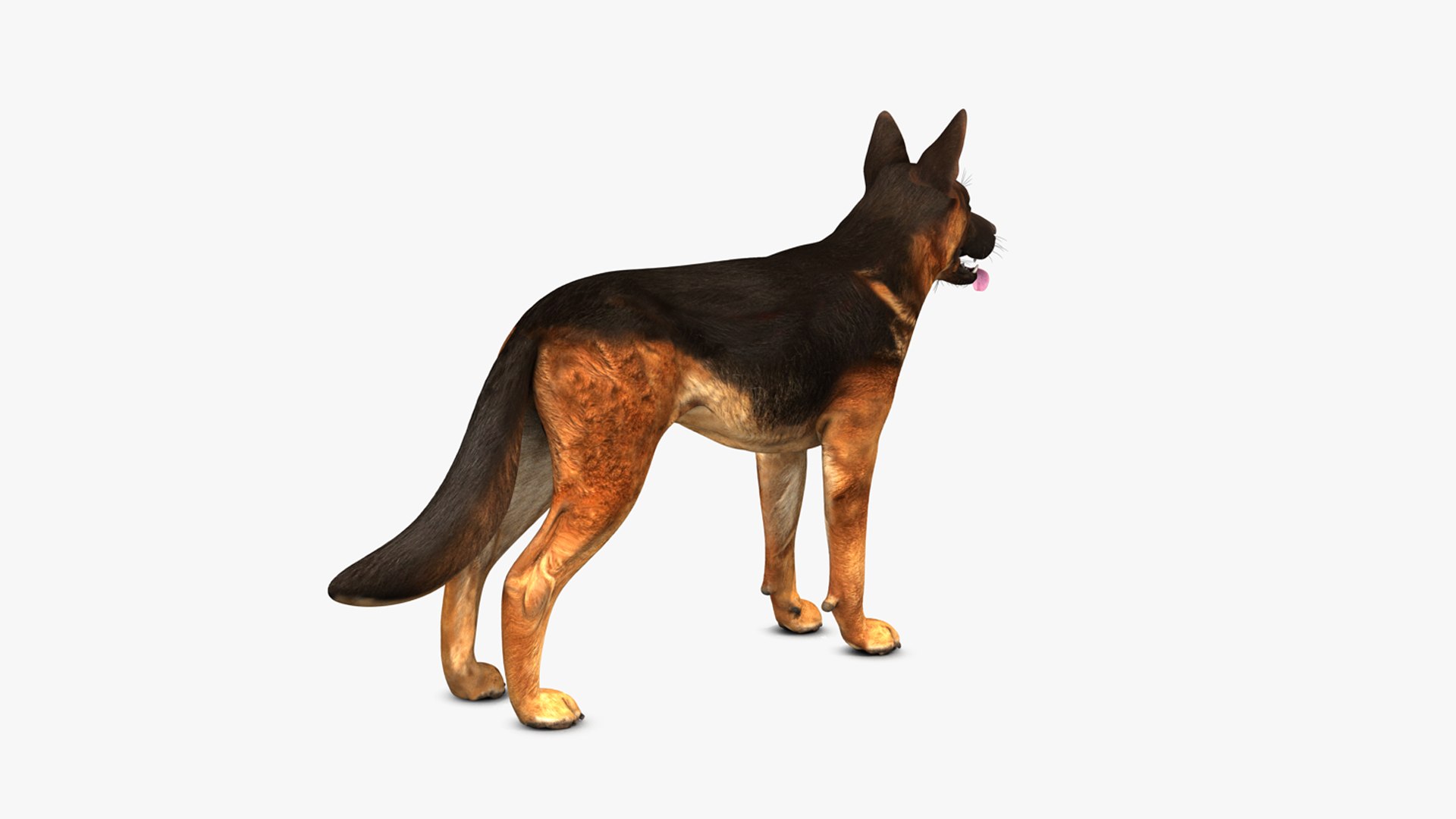 German Shepherd Dog Male 3D TurboSquid 1971973 500-popular-german-dog-names-pups-male-female-in-2023-german-dog