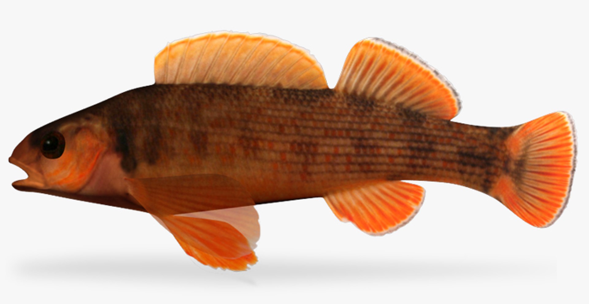 etheostoma bellum orangefin darter 3d model