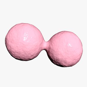 3D model Cell Division Animation