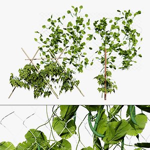 Garden Variety Bean Plants 3D Model Pack