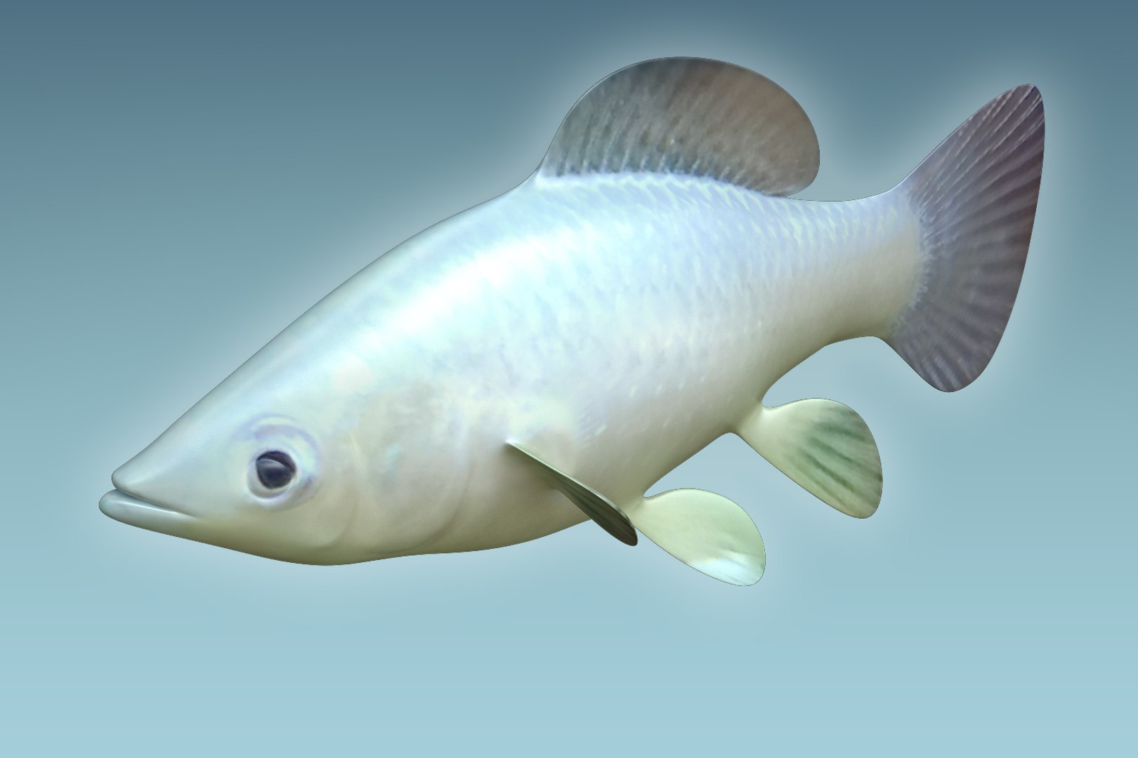 Molly Fish Animal 3D Model - TurboSquid 1199815