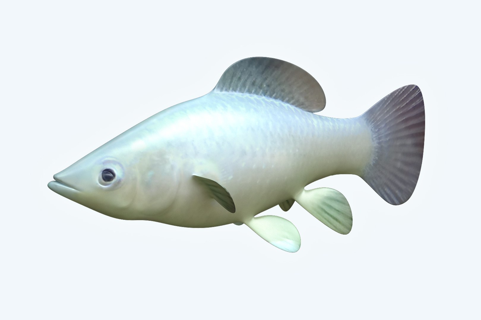 Molly Fish Animal 3D Model - TurboSquid 1199815