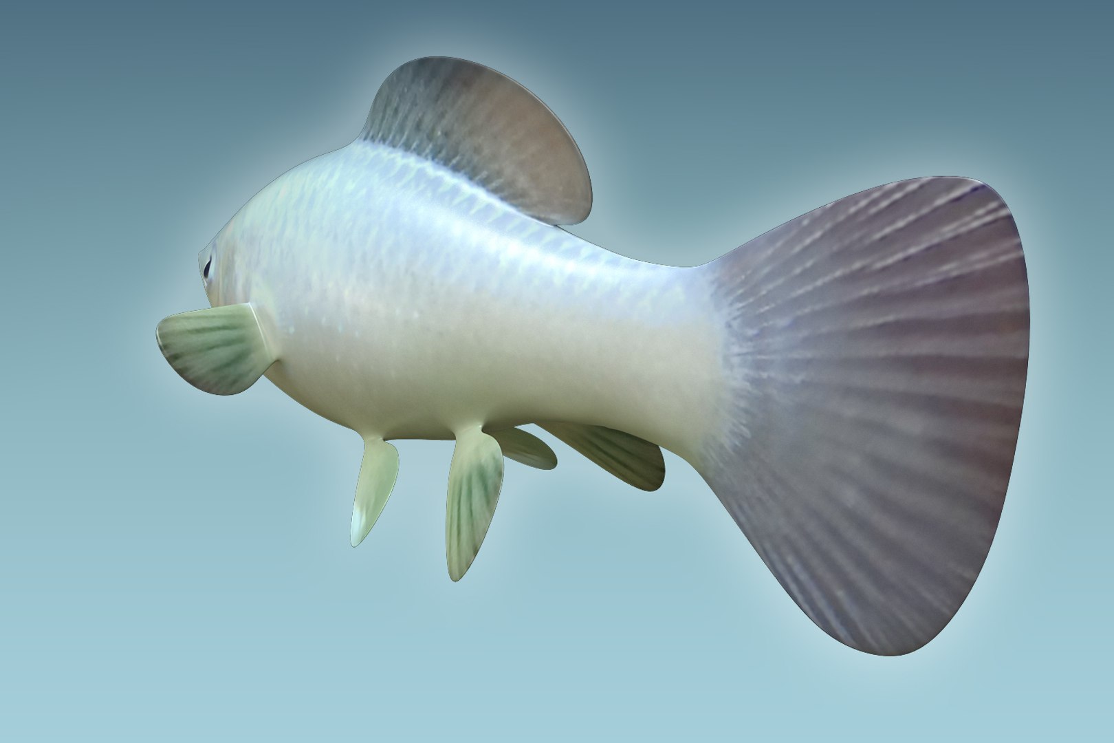 Molly Fish Animal 3D Model - TurboSquid 1199815