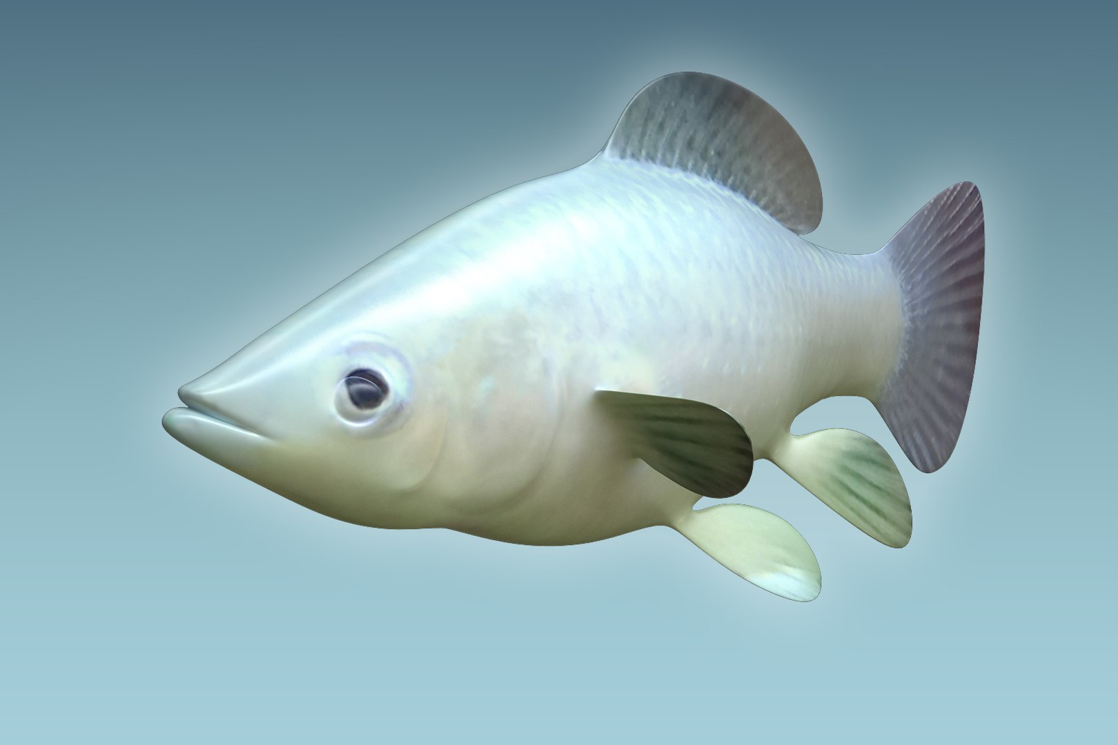 Molly Fish Animal 3D Model - TurboSquid 1199815
