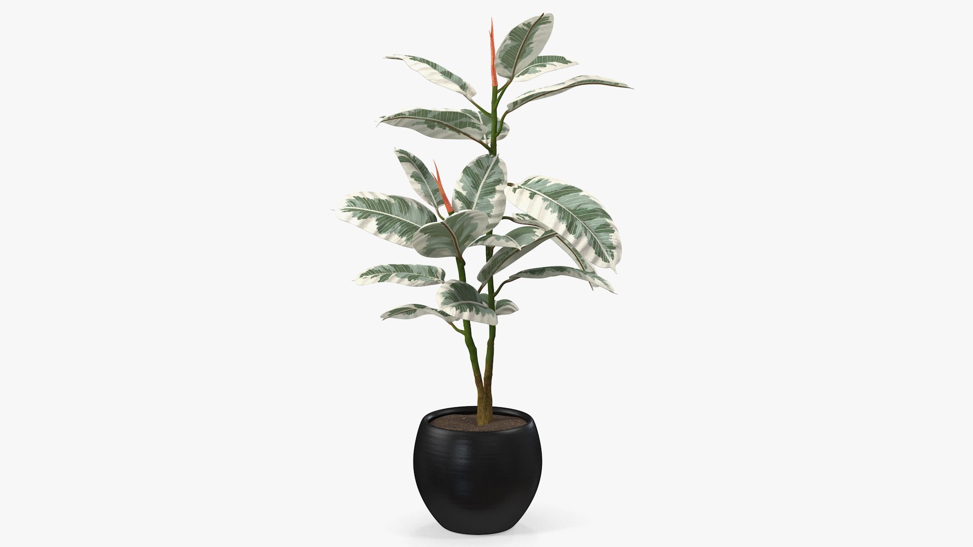 Rubber Tree Variegata in Pot 3D model preview