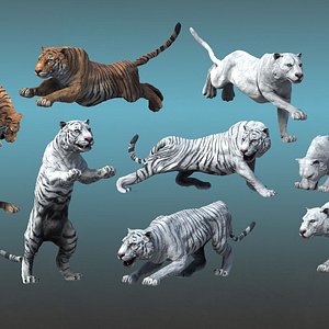 3D Tiger Animated model