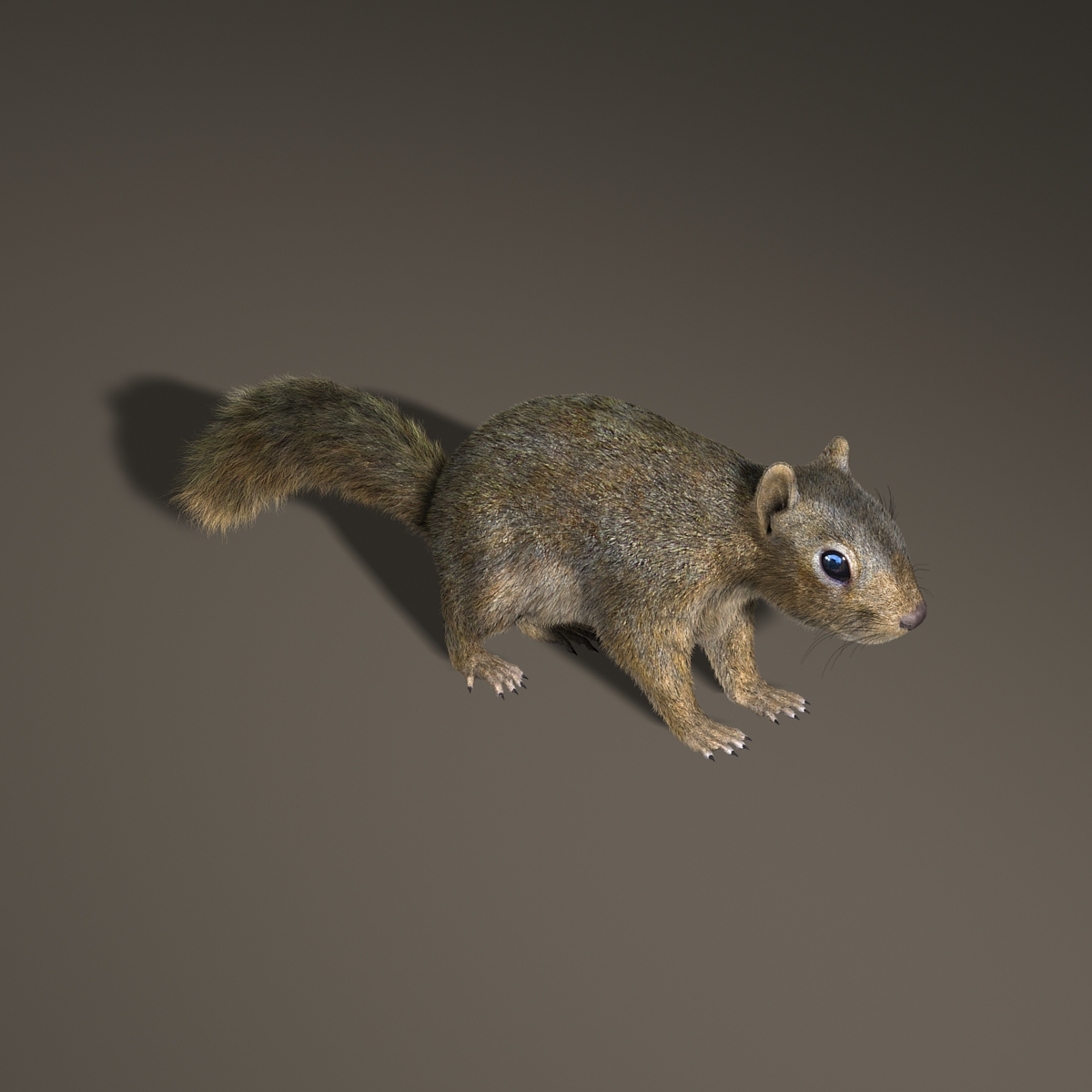 squirrel fur 3d model