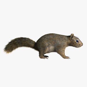 squirrel fur 3d model