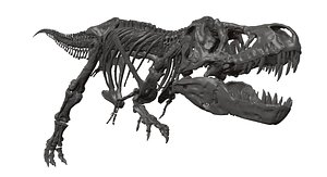 Tyrannosaurus rex skeleton T-rex