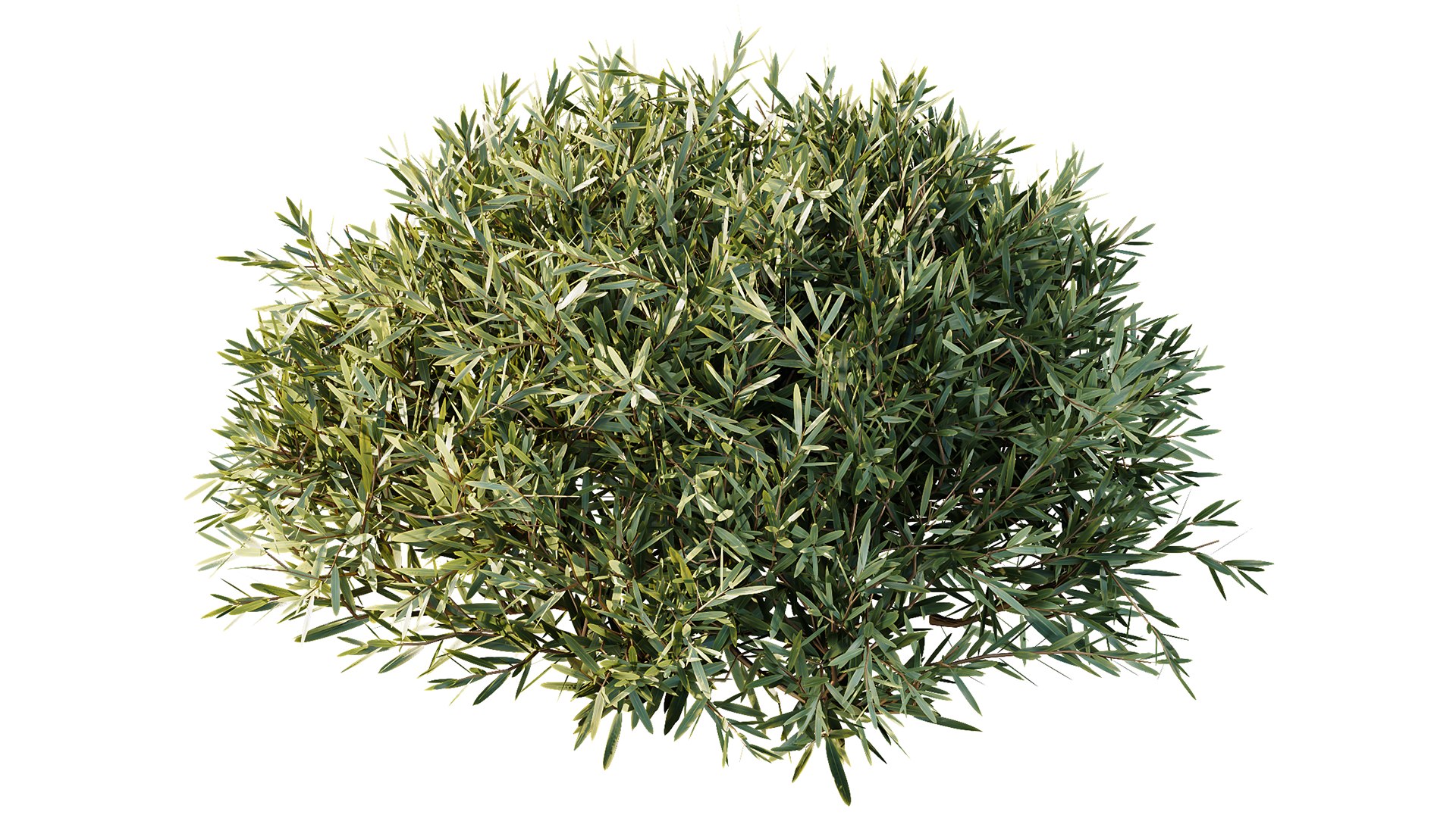 3D Montra Olive Bush model https://p.turbosquid.com/ts-thumb/1J/jD39cv/5J/z02/png/1698995710/1920x1080/fit_q87/78393987030e0abe5ef65626d8eda803a05e787f/z02.jpg