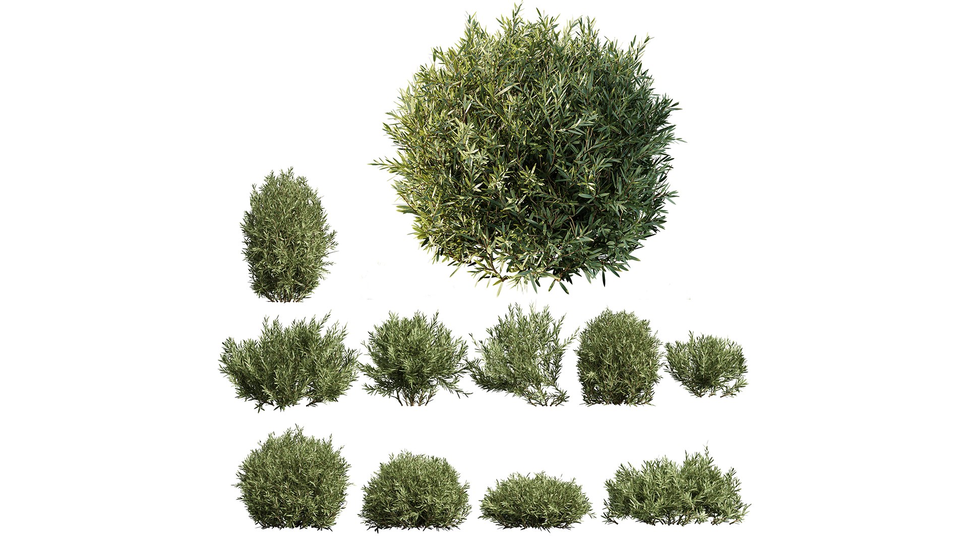 3D Montra Olive Bush model https://p.turbosquid.com/ts-thumb/1J/jD39cv/62/z01/png/1698995709/1920x1080/fit_q87/a35fbb0bdd4d244c28271cce9cd1d7a97e43d7bb/z01.jpg