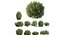 Montra Olive Bush