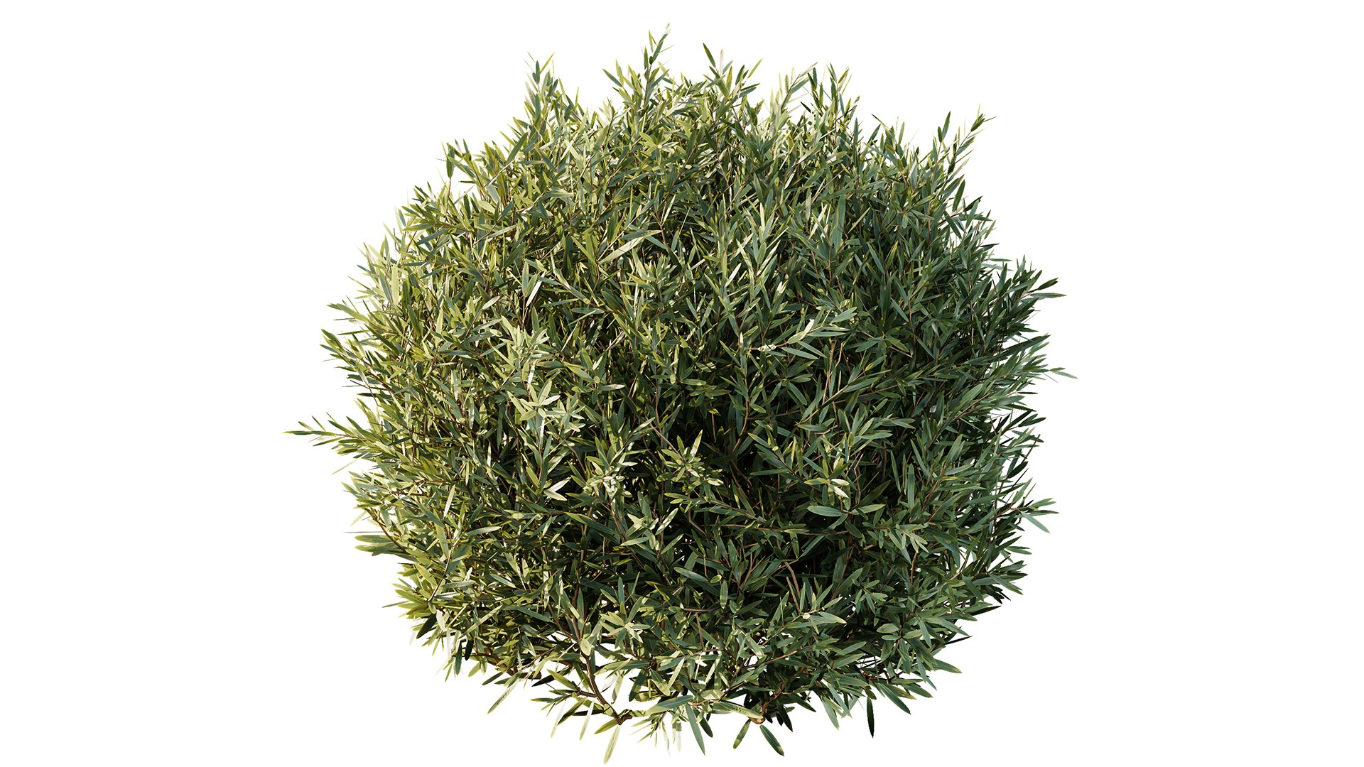 3D Montra Olive Bush model https://p.turbosquid.com/ts-thumb/1J/jD39cv/CQ/z04/png/1698995713/1920x1080/fit_q87/ce395d5c939a5d3856351cda82e7c15d713bb020/z04.jpg