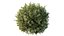 Montra Olive Bush