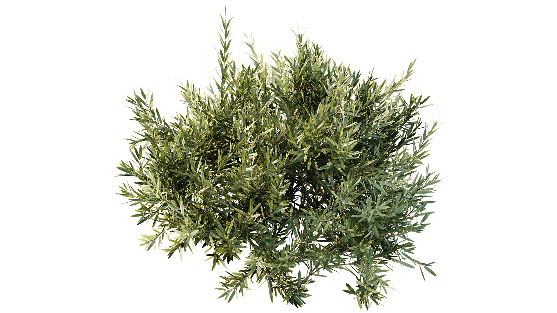 3D Montra Olive Bush model https://p.turbosquid.com/ts-thumb/1J/jD39cv/KV/z03/png/1698995712/1920x1080/fit_q87/af49949092c2d56da083756ca50b3319b416719c/z03.jpg