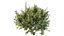 Montra Olive Bush