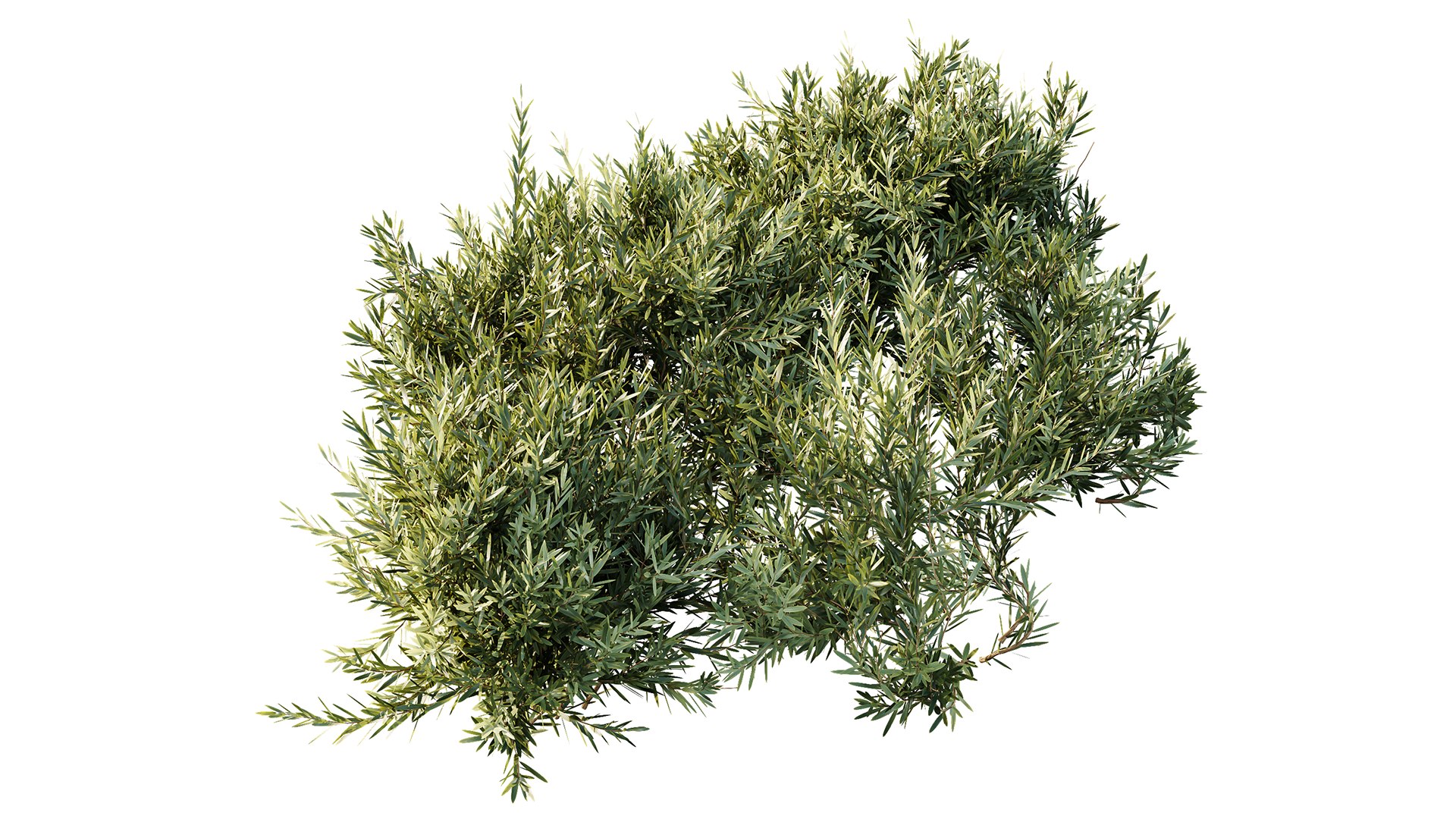 3D Montra Olive Bush model https://p.turbosquid.com/ts-thumb/1J/jD39cv/Vc/z06/png/1698995715/1920x1080/fit_q87/b591e00e3d2b82bec0c6af0c3d411edf93d92cbb/z06.jpg