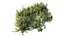 Montra Olive Bush